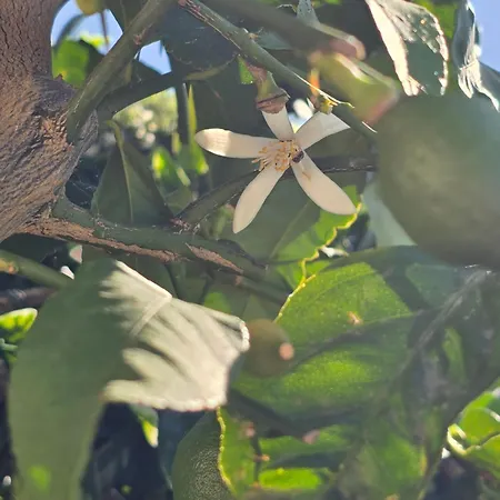 Villa Nieva, Maison De Pecheur Avec Piscine Privee Et Son Bateau